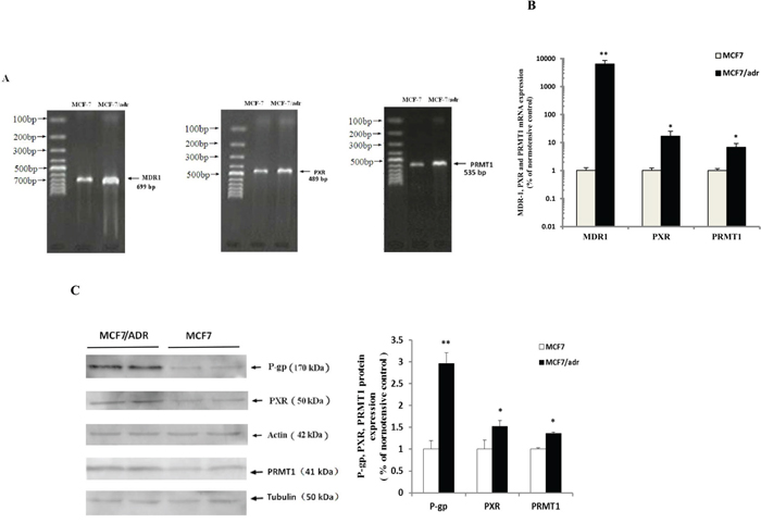P-gp, PXR and PRMT1 were highly expressed in MCF7/adr cells.