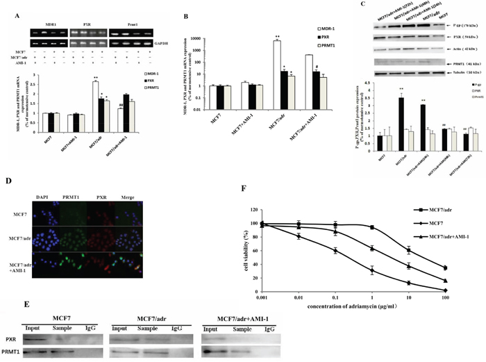 AMI-1 suppresses the expression of MDR1 in MCF7/adr cells.