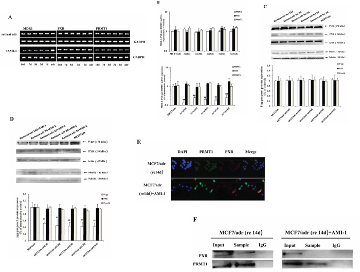 PRMT1 involved in the maintenance of MDR1 overexpression in MCF7/adr cells after removing adriamycin.