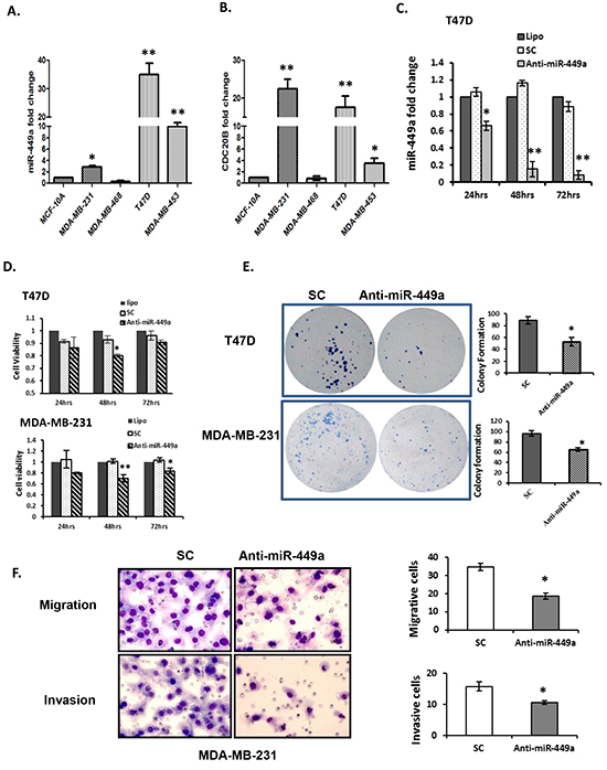 Downregulation of miR-449a reduced cell proliferation, clonogenicity, migration, and invasion in breast cancer cells.