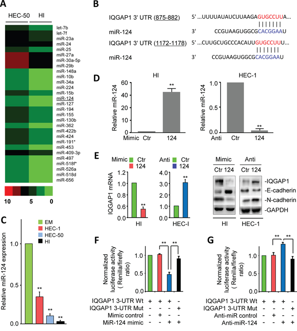 MiR-124 is down-regulated in highly invasive endometrial cancer (EC) cells and directly suppresses IQGAP1 expression.