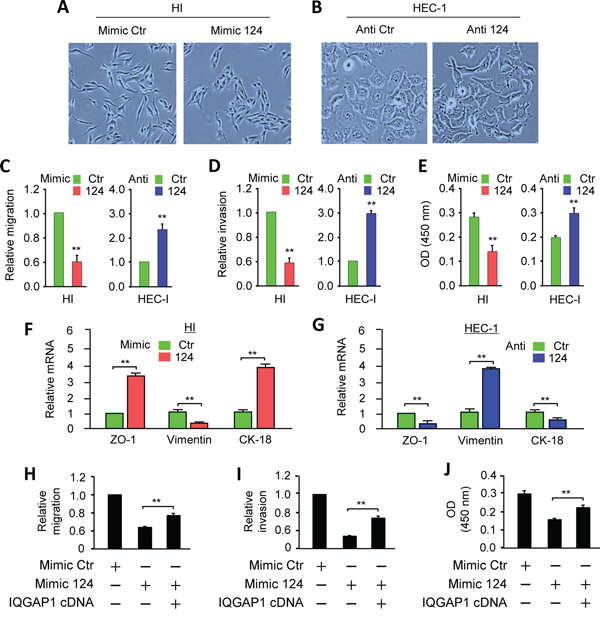 MiR-124 maintains epithelial-like phenotypes and represses cell migration, invasion, and proliferation in endometrial cancer cells.