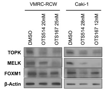Downregulation of FOXM1 by OTS514 and OTS167 treatment.