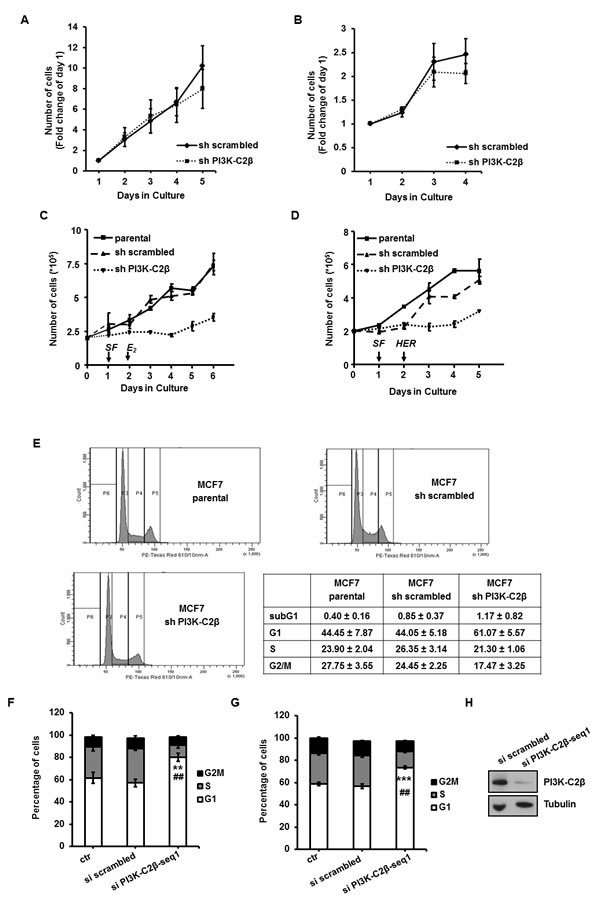 PI3K-C2&#x3b2; regulates breast cancer cell proliferation and cell cycle progression.