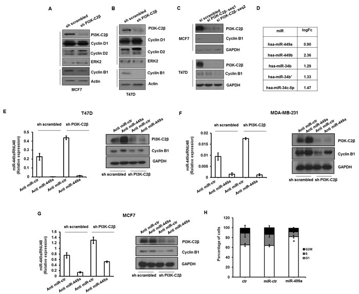 PI3K-C2&#x3b2; regulates cyclin B1 expression through modulation of miR-449a.