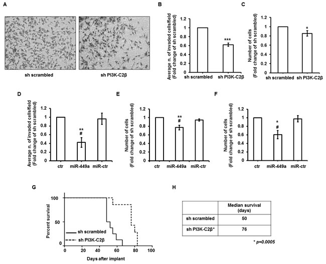 PI3K-C2&#x3b2; regulates cell invasion and metastasis formation.