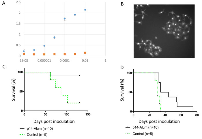 Protective vaccination using p14 in Alum-based adjuvant Mice were primed and boosted with p14 in Alum-based adjuvant (see materials and methods) and subsequently challenged with T-67 or 4T1 cells.