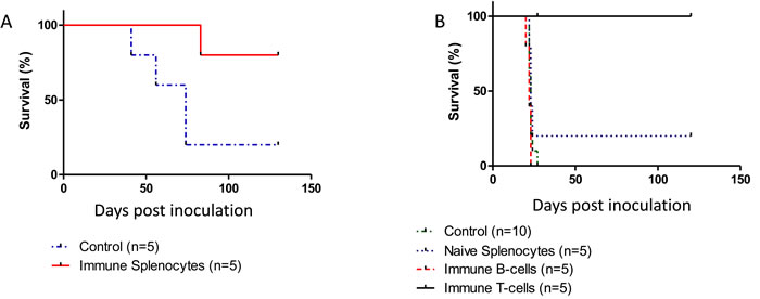 An immune response elicited solely against p14 is sufficient for protection against T-67 cells.