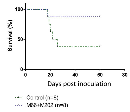 Combining two anti-p14 Mabs protects mice against T-67 lymphoma cells.