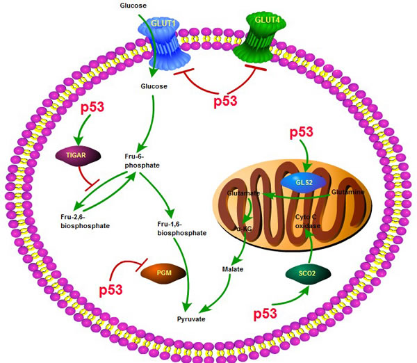 The role of p53 in glycolysis and oxidative phosphorylation.