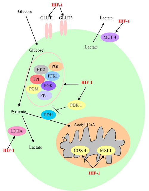 The involved procedure of HIF-1 in cancer glucose metabolism.