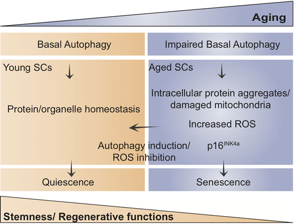 Scheme showing the proposed model of how age-impaired autophagy leads to muscle stem cell senescence and regenerative decline.