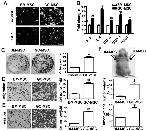 Comparison of cell phenotype and function between BM-MSC and GC-MSC.