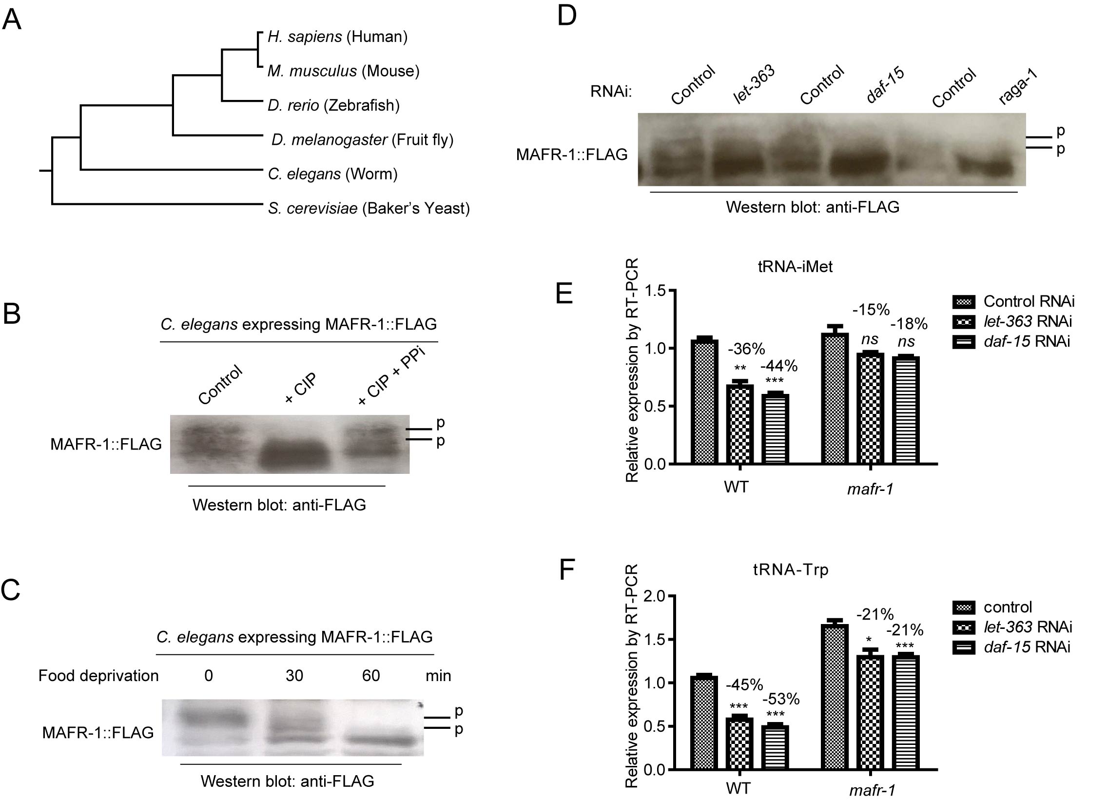 MAFR-1 is conserved and regulated similarly by mTOR pathway.