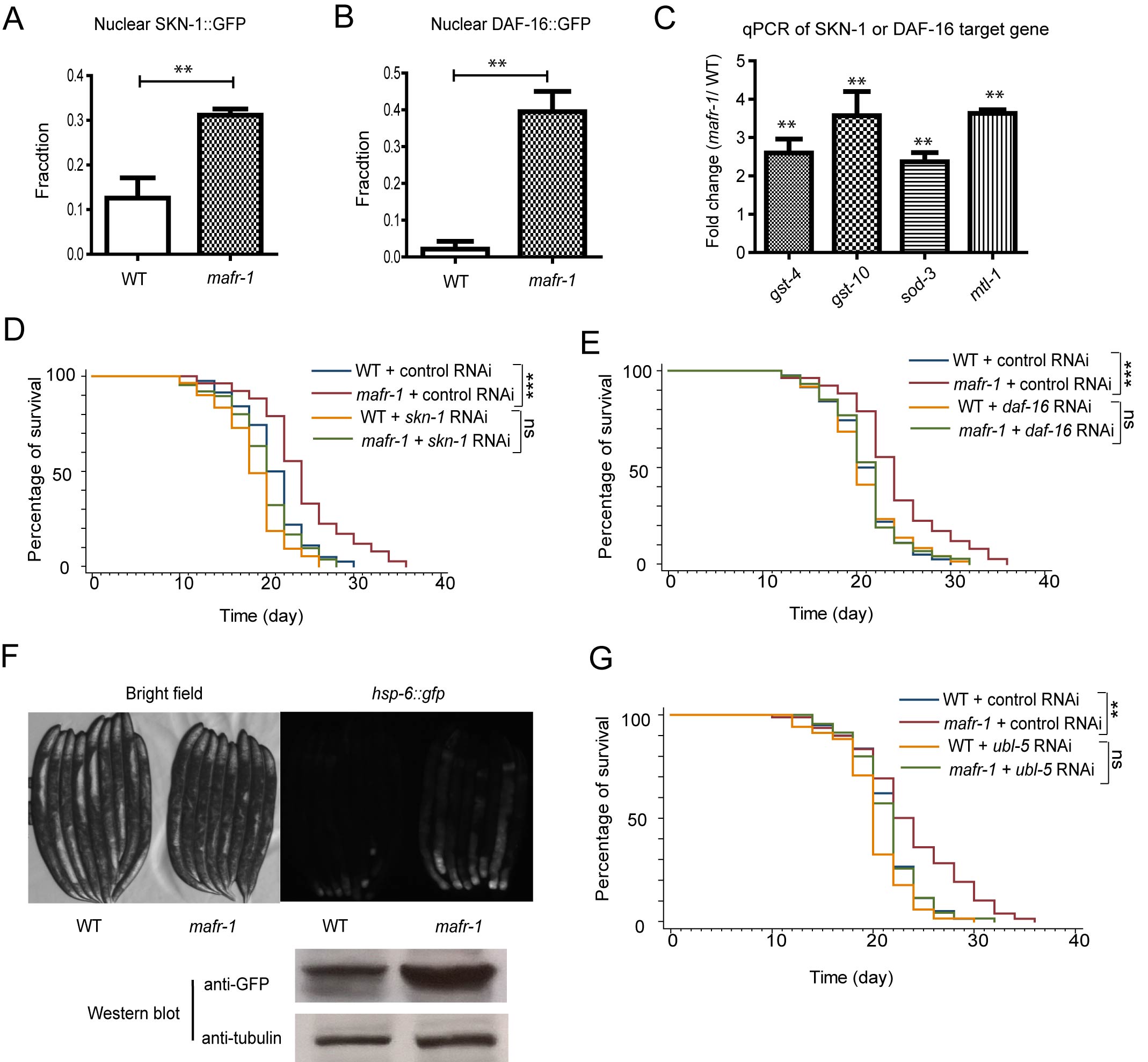 Multiple stress responses are induced in