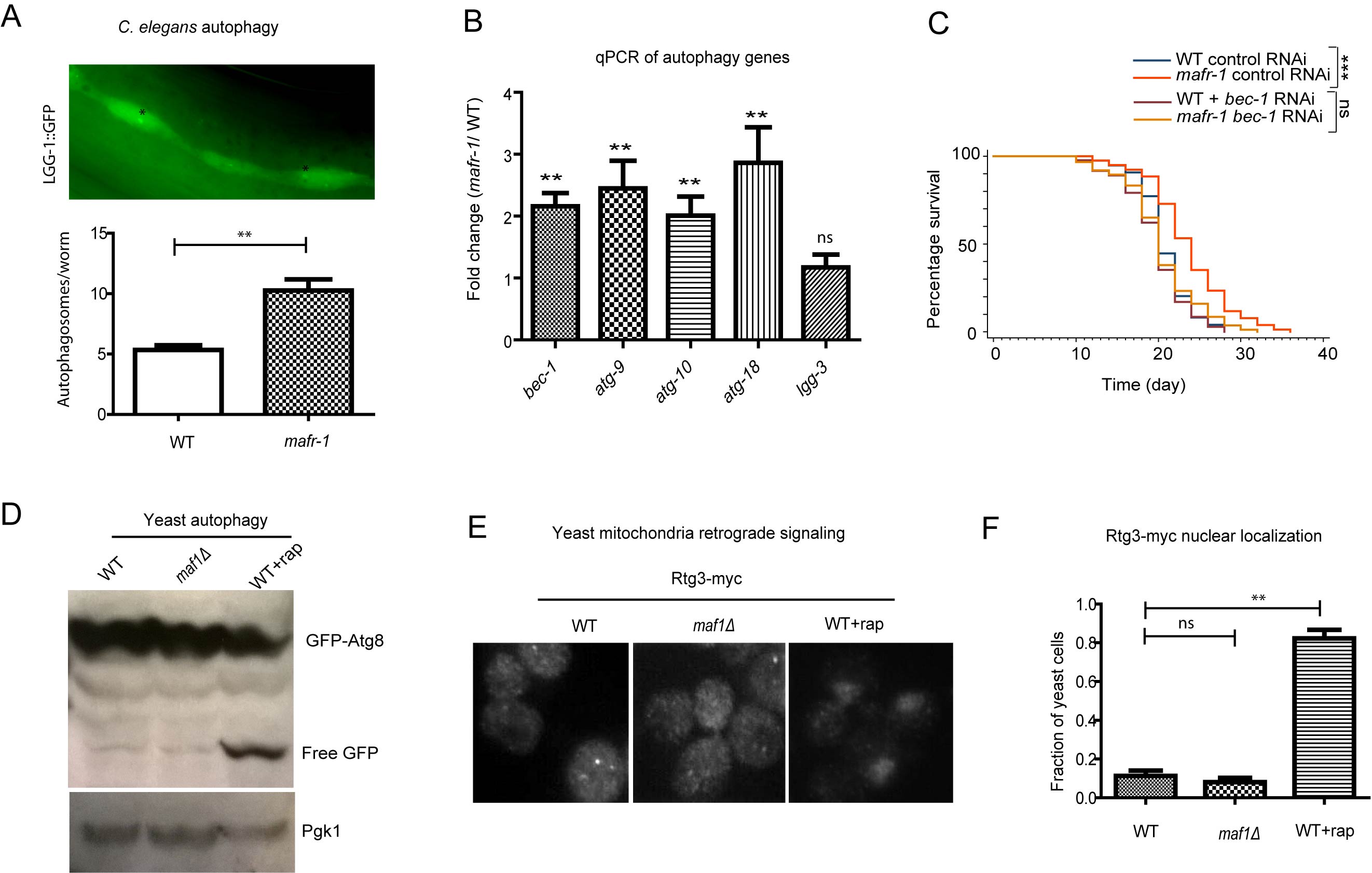 Autophagy is induced in worms with MAFR-1 loss.