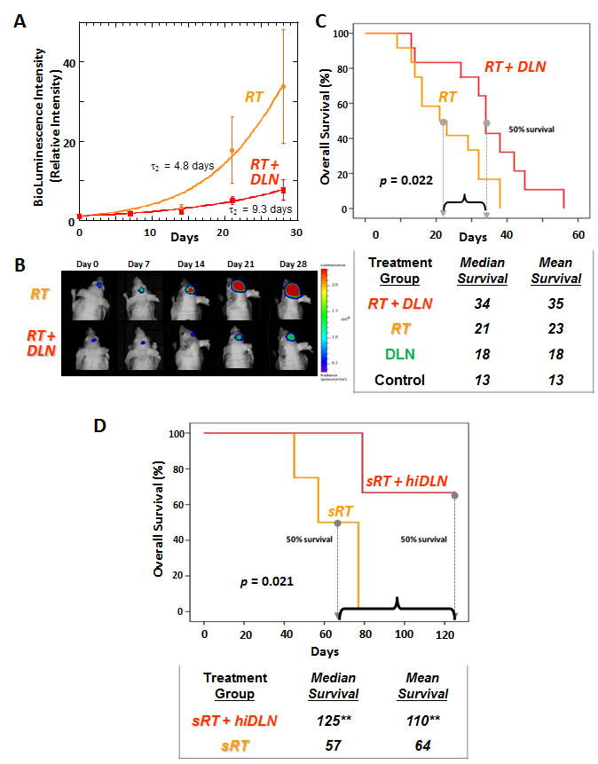 When combined with targeted radiation therapy, DLN has enhanced efficacy against intracranial human GBM tumors and significantly improves overall survival compared to radiation alone.