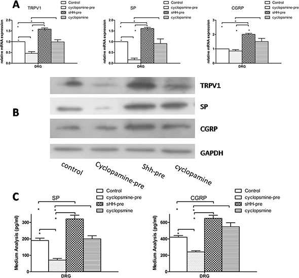Effect of sHH and cyclopamine on expression and secretion of TRPV1, SP and CGRP in DRG in co-culture system.