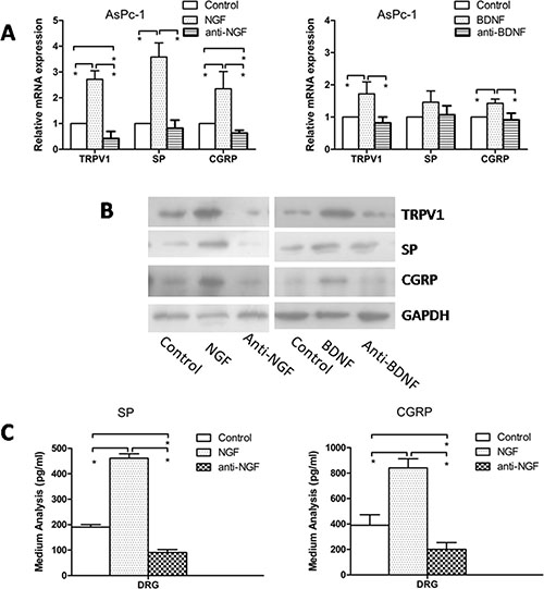 Effect of anti-NGF and anti-BDNF on expression of TRPV1, SP, and CGRP in DRG in co-culture system.