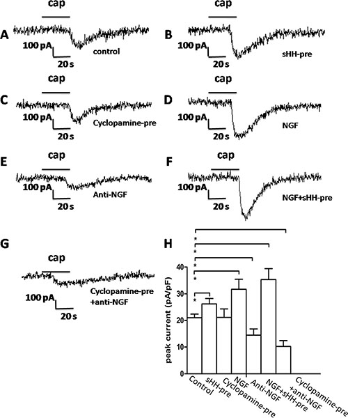 The sHH signaling pathway and NGF potentiated TRPV1 currents in DRG in co-culture system.