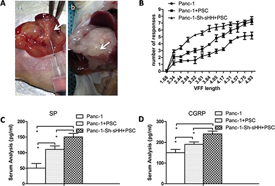 PSCs aggravated pain behaviors and induced secretion of SP and CGRP in mice.