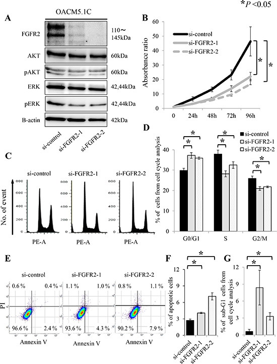 FGFR2 knockdown induces de-phosphorylation of AKT and ERK, and suppresses cell proliferation, through anti-apoptosis and cell cycle arrest in the FGFR2-expressing cell line OACM5.1C.