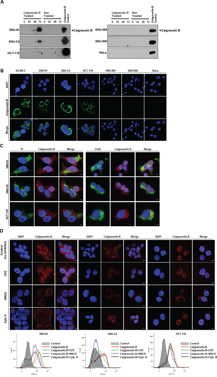 Internalization of extracellular calgranulin B into colon cancer cell lines.