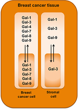 Schematic diagram highlighting galectin expression patterns in breast cancer tissues.