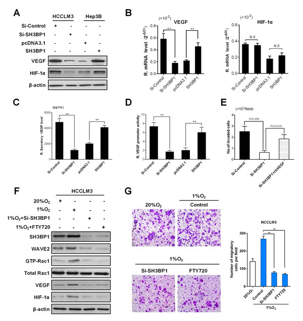 SH3BP1 induces VEGF secretion, activation of VEGF promoter and increase HIF-1&#x3b1; expression enhanced HCC aggressiveness.