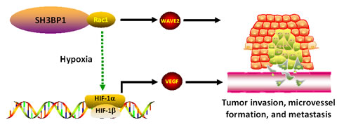 A illustration for SH3BP1 in Rac1 activity modulation.