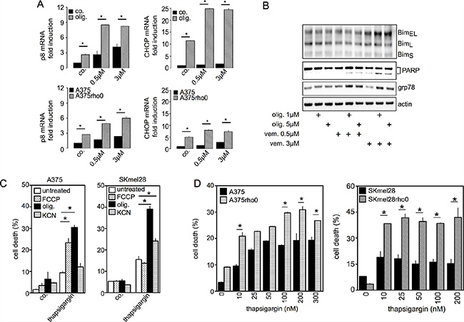 Inhibition of mitochondrial OXPHOS increases UPR signaling pathways and apoptotic cell death induced by vemurafenib.