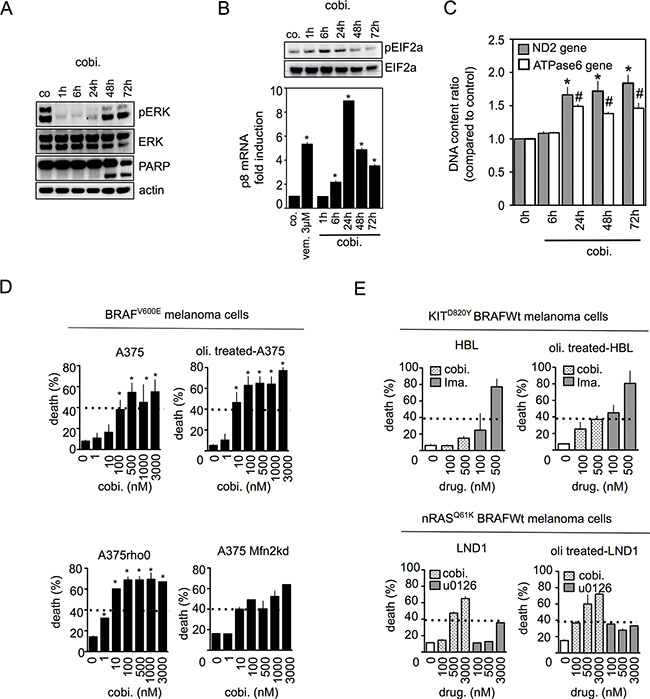 Mitochondrial OXPHOS limits cell death induced by MEK inhibitors in melanoma with constitutive MAPK activation.