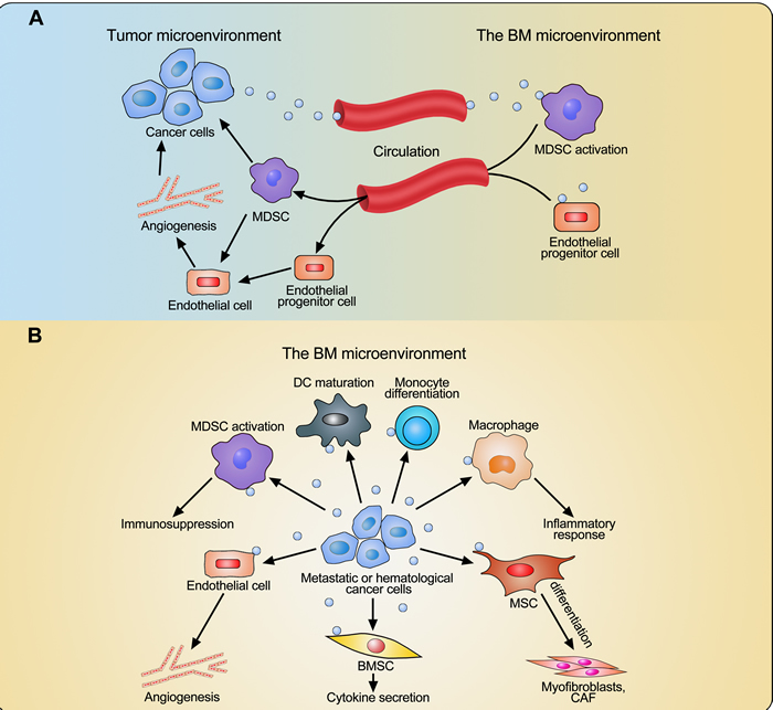 Interaction between cancer cells and BM-derived cells through extracellular vesicles (EVs).