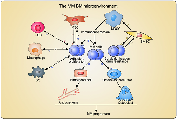 Crosstalk between MM cells and BM-derived cells through extracellular vesicles (EVs).