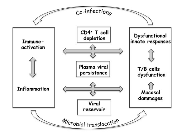 Poor immune restoration under cART sustains a &#x201c;vicious circle&#x201d; in HIV-1 infection.