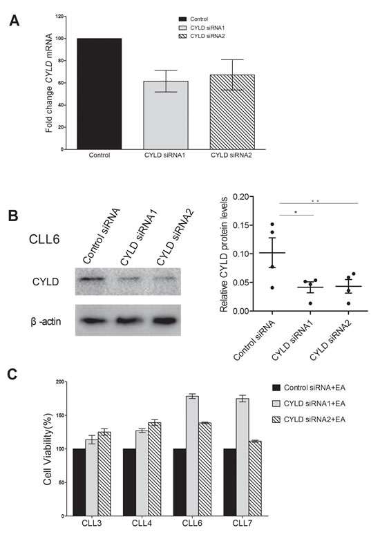 Knocking down of CYLD partially inhibited EA cytotoxicity on CLL cells.