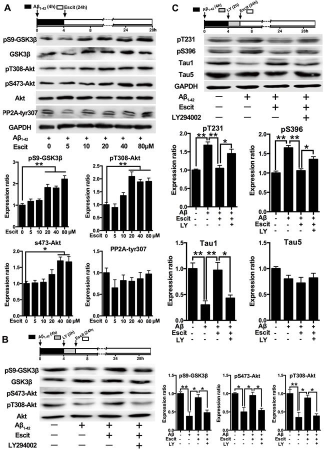 Activation of PI3K/Akt/GSK-3&#x3b2; pathway contributes to the anti-hyperphosphorylation role of escitalopram.
