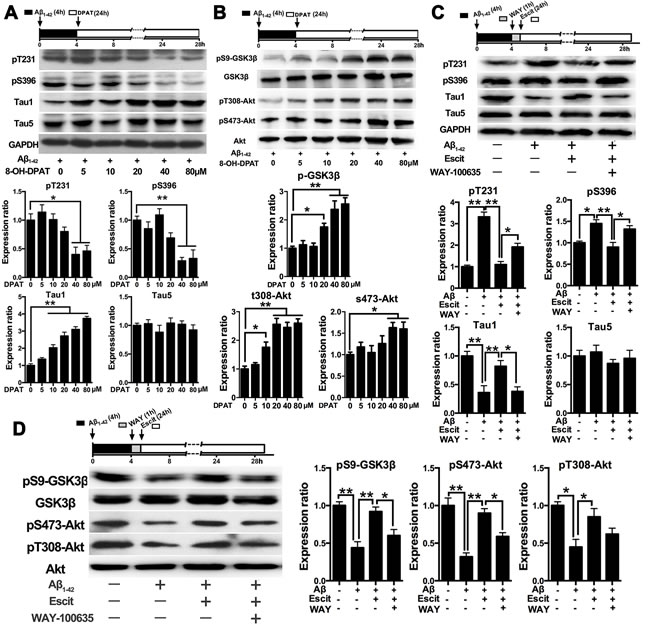 Effects of escitalopram on the PI3K/Akt/GSK-3&#x3b2; signaling pathway depends on 5-HT