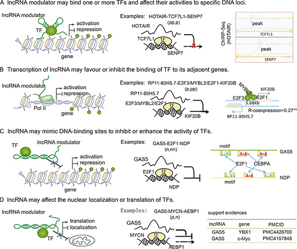 LncRNA mediated the activity of TF through several mechanisms.