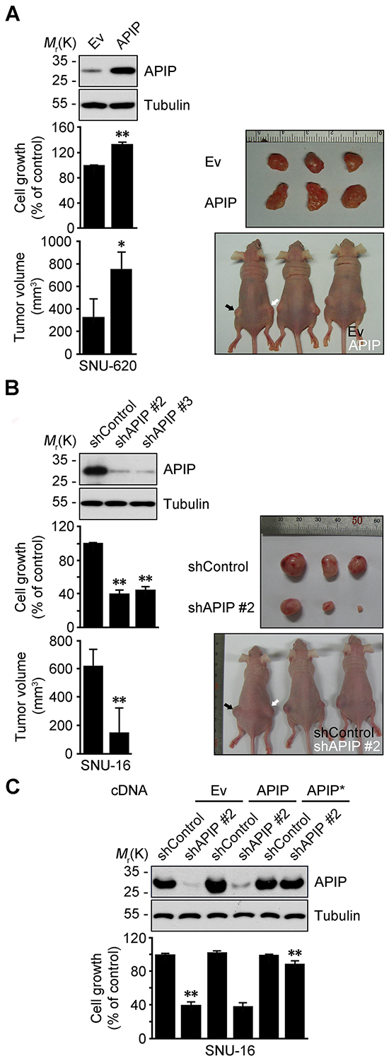 APIP positively regulates cell growth and tumorigenic potential in gastric cancer.