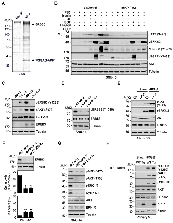 APIP is an essential activator of HRG-&#x03B2;1/ERBB3 in gastric cancer cells.