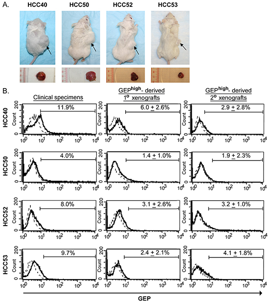 GEPhigh cells possess CSC properties in vivo.