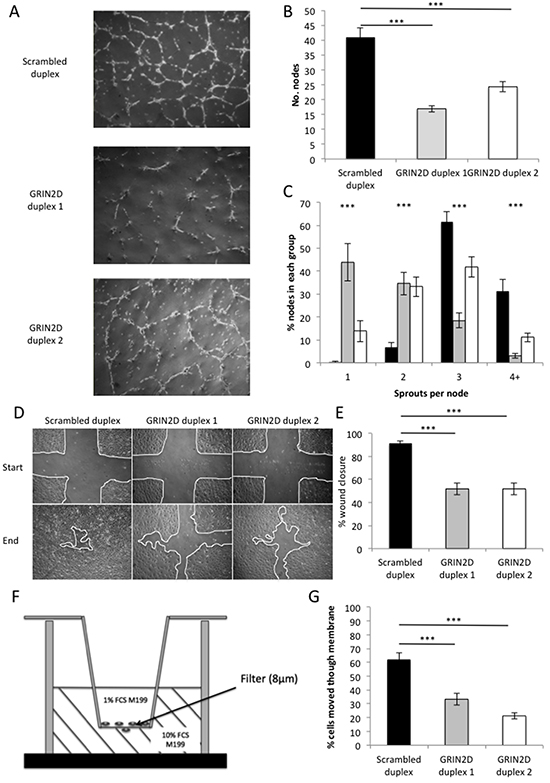 Loss of GRIN2D impairs endothelial function in in vitro angiogenesis assays.