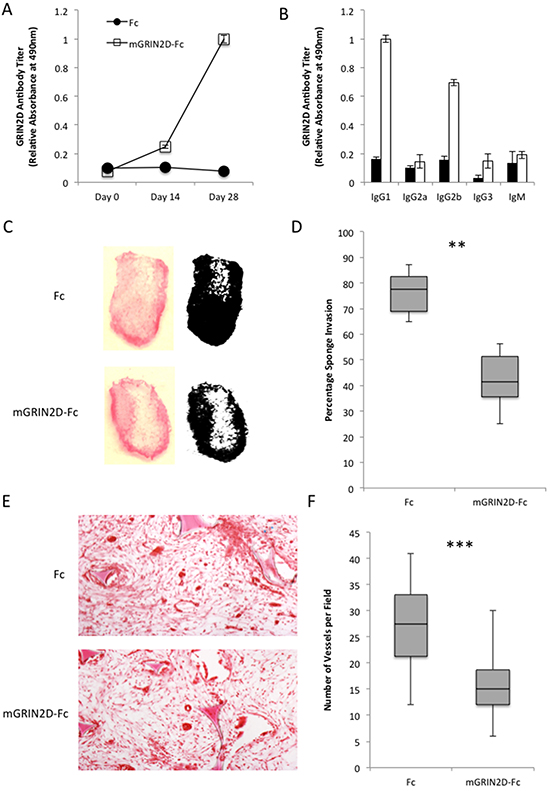 The physiological effects of GRIN2D-Fc vaccination.
