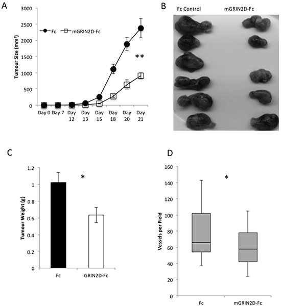 GRIN2D-Fc vaccination decreases subcutaneous CT26 tumour growth and vascularity.