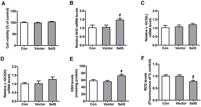 SelS overexpression increased antioxidant ability in PK15 cells.