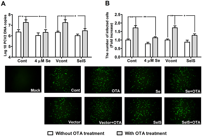 SelS overexpression blocked OTA-promoted PCV2 replication.