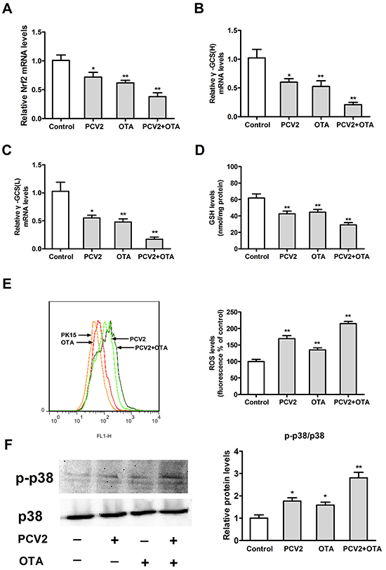 Effects of OTA treatment and/or PCV2 infection on oxidative stress.