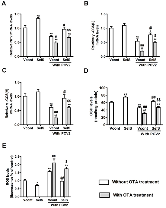SelS overexpression decreased OTA-induced oxidative stress in PK15 cells.