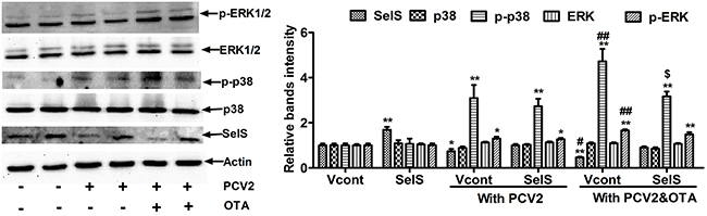 SelS overexpression inhibits OTA-induced p38 phosphorylation in PK15 cells.
